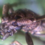Insect Close Up